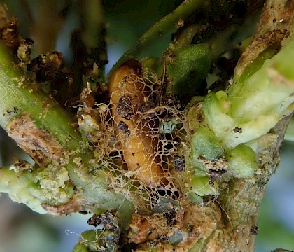 Pupa in network cocoon at base of Thesium humifusum • Main Bench, High Down, Isle of Wight • © Phil Barden