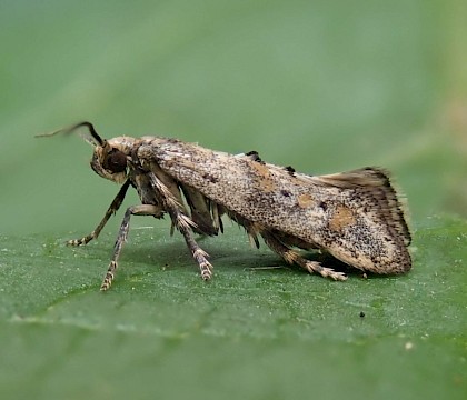 Adult, reared from pupa • Main Bench, High Down, Isle of Wight • © Phil Barden