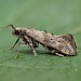 Adult, reared from pupa • Main Bench, High Down, Isle of Wight • © Phil Barden