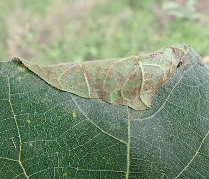 Leaf fold on Ficus carica • Foreland, Isle of Wight • © Phil Barden