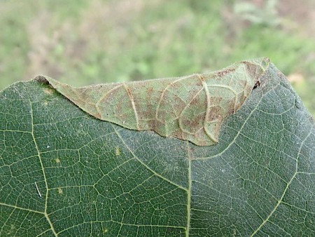 Choreutis nemorana