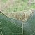 Choreutis nemorana Leaf fold on Ficus carica