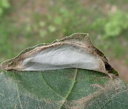 Leaf fold with vacant cocoon exposed • Foreland, Isle of Wight • © Phil Barden