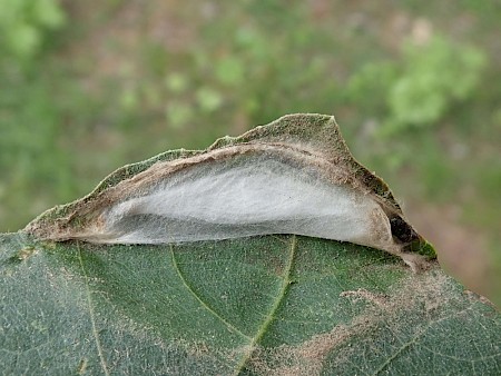 Choreutis nemorana