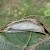Choreutis nemorana Leaf fold with vacant cocoon exposed