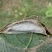 Leaf fold with vacant cocoon exposed • Foreland, Isle of Wight • © Phil Barden