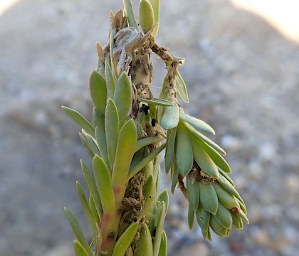 Larval workings on Euphorbia paralias • Slapton, Devon • © Phil Barden