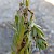 Acroclita subsequana Larval workings on Euphorbia paralias