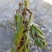 Larval workings on Euphorbia paralias • Slapton, Devon • © Phil Barden