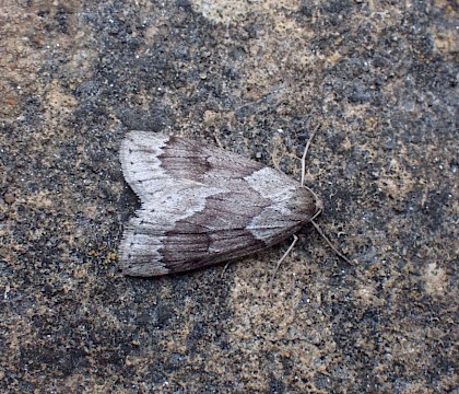 Adult • Ideford Common Devon • © Jukka Vuorinen