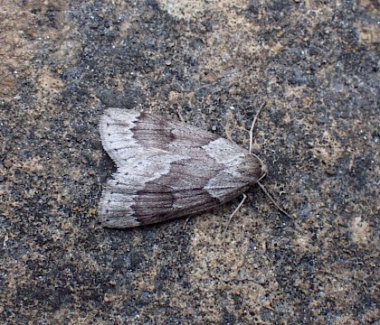 Adult &bull; Ideford Common Devon &bull; &copy; Jukka Vuorinen