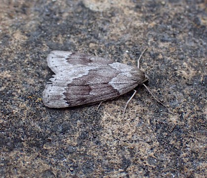 Adult • Ideford Common, Devon • © Jukka Vuorinen