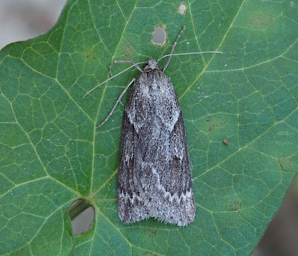 Adult • Ideford Common, Devon • © Jukka Vuorinen