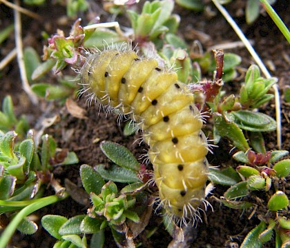 Larva on Wild Thyme • Burren, Co. Clare • © David McKay