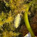 Larva • Tolpuddle, Dorset • © Julian Francis