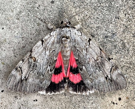 Rosy Underwing Catocala electa