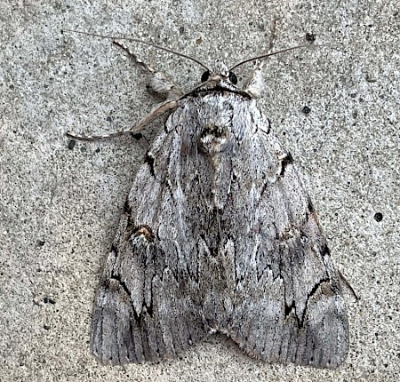 Rosy Underwing Catocala electa