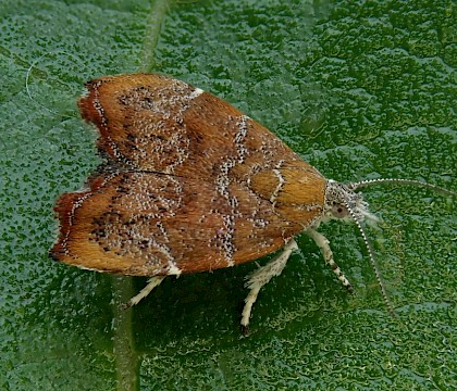 Reared from larva • Isle of Wight, Hampshire • © Phil Barden