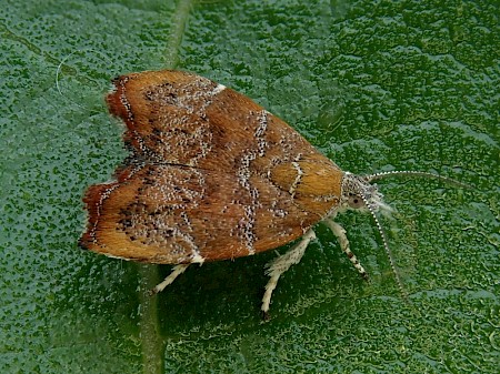 Choreutis nemorana