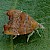 Choreutis nemorana Reared from larva