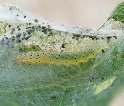 Larva on Ficus carica • Isle of Wight, Hampshire • © Phil Barden