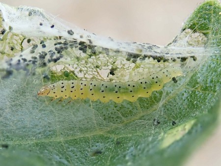 Choreutis nemorana