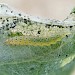 Larva on Ficus carica • Isle of Wight, Hampshire • © Phil Barden