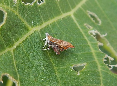 Choreutis nemorana