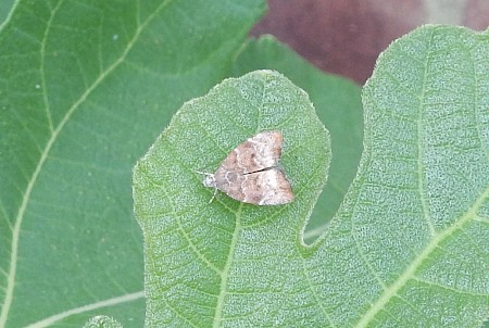 Choreutis nemorana