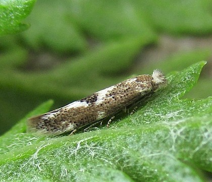 From pupa on Tansy • East Ross, Scotland • © Nigel Richards