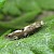 Bucculatrix humiliella From pupa on Tansy