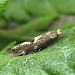 From pupa on Tansy • East Ross, Scotland • © Nigel Richards