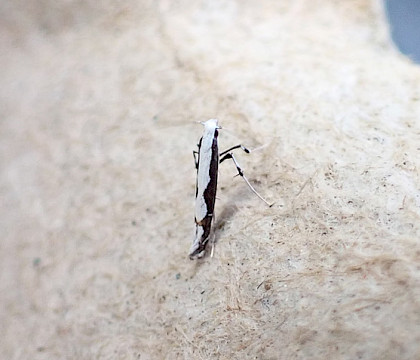 Adult &bull; &copy; Julie Davis