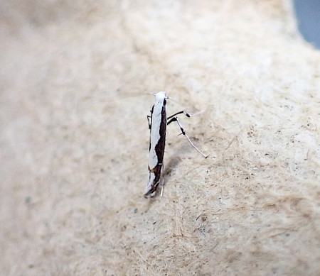 Echium Stilt Dialectica scalariella