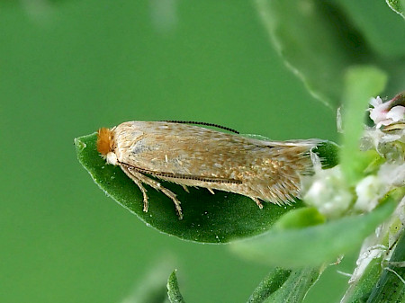 Greenweed Dot Trifurcula beirnei