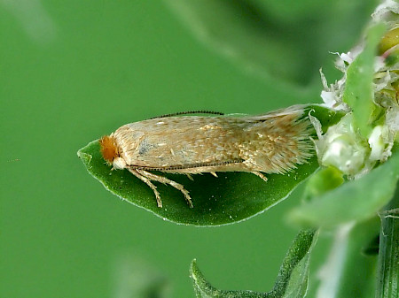Greenweed Dot Trifurcula beirnei