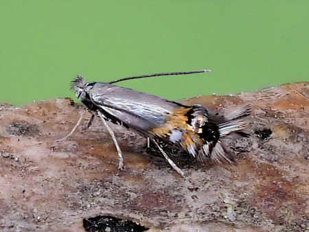 Trefoil Blister Moth Leucoptera lotella