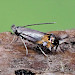 Adult, ex. leaf mine • Chobham, Surrey • © Andrew Mitchell