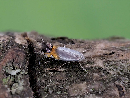 Trefoil Blister Moth Leucoptera lotella