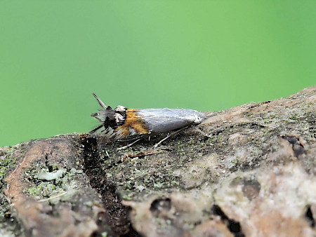 Trefoil Blister Moth Leucoptera lotella