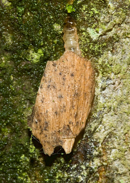 Feathered Cutter Incurvaria masculella