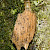  Feathered Cutter Incurvaria masculella 