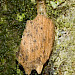 Larva • Dinton Pastures, Wokingham • © Jon Cole