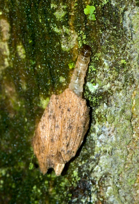 Feathered Cutter Incurvaria masculella