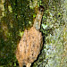 Larva • Dinton Pastures, Wokingham • © Jon Cole
