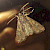 Bedrule Brocade Mniotype solieri 