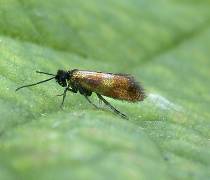 Adult • Monkwood, Worcs. • © Oliver Wadsworth