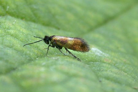 Micropterix mansuetella