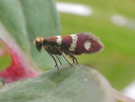 Micropterix aureatella