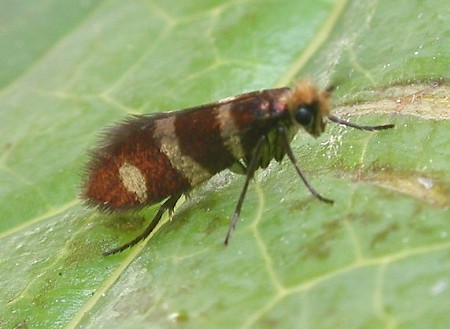 Micropterix aureatella